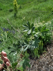 Potentilla collina