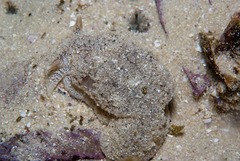 Pleurobranchaea bubala