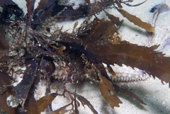 Anthophycus longifolius