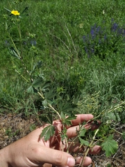 Potentilla collina