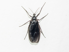 Sciara hemerobioides