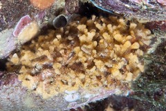 Margaretta levinseni