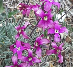 Matthiola fruticulosa