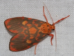 Ammatho cuneonotatus