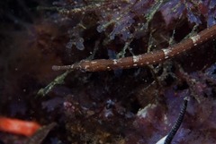 Syngnathus temminckii