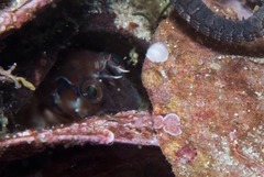 Chalaroderma ocellata