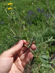 Potentilla collina