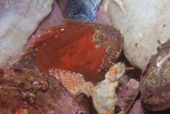 Coccotropsis gymnoderma