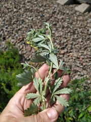 Potentilla collina