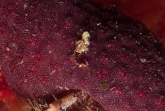 Alcyonidium nodosum