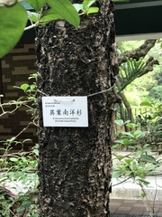 Araucaria heterophylla
