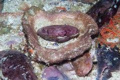 Striostrea margaritacea