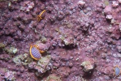 Ochlesis lenticulosus