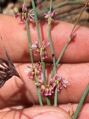 Eriogonum covilleanum