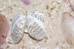 Eumarcia paupercula
