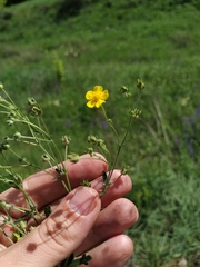 Potentilla collina