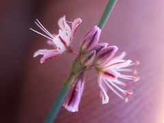 Eriogonum covilleanum