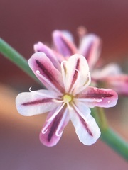 Eriogonum covilleanum