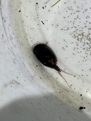 Lepidurus apus