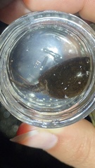 Lepidurus apus