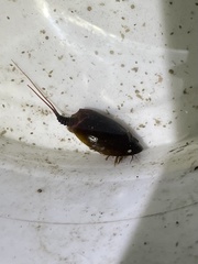 Lepidurus apus
