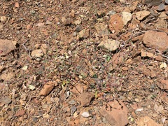 Eriogonum covilleanum
