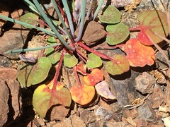 Eriogonum covilleanum