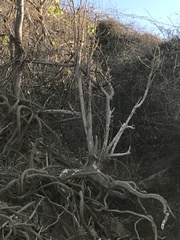 Hippomane mancinella