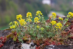Alyssum montanum