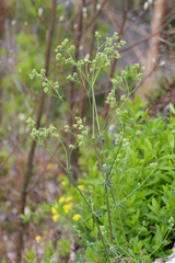 Asperula tinctoria
