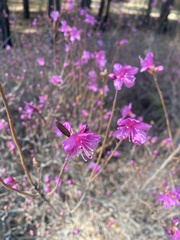 Rhododendron dauricum
