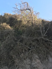 Hippomane mancinella