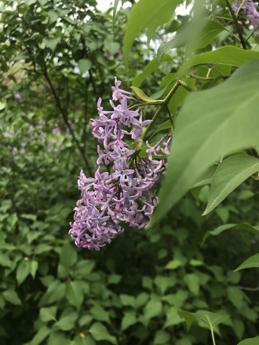orgován obyčajný (Syringa vulgaris)