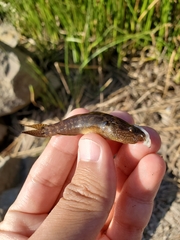 Tridentiger bifasciatus