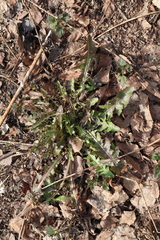 Taraxacum officinale
