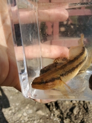 Tridentiger bifasciatus