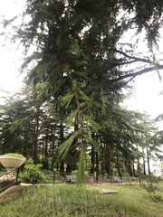 Cedrus libani