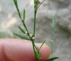 Polygonum novoascanicum