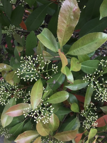 fotínia (Photinia)