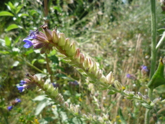 Anchusa procera