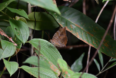 Zeuxidia amethystus amethystus