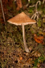Entoloma aromaticum