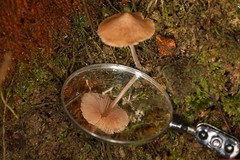 Entoloma aromaticum
