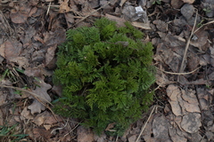 Anthriscus sylvestris