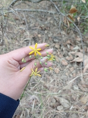 Bloomeria crocea