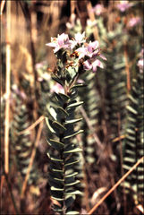 Veronica pimeleoides