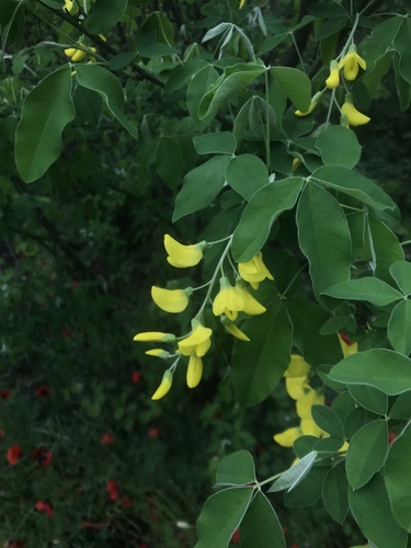 štedrec ovisnutý (Laburnum anagyroides)