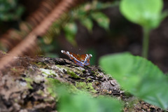 Lebadea martha parkeri