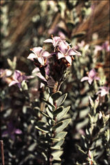 Veronica pimeleoides