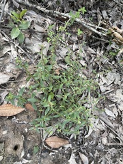 Gratiola virginiana